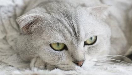 开云入口-曼联正式宣布签约逆天前锋，转会市场火热，曼联引进前锋