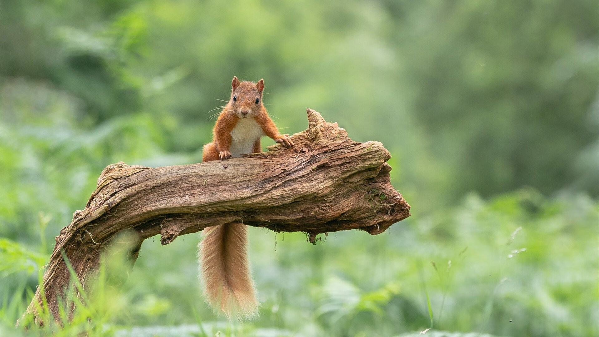 2024年全国围棋女子锦标赛在上海落幕,於之莹蝉联冠军,2021围棋锦标赛