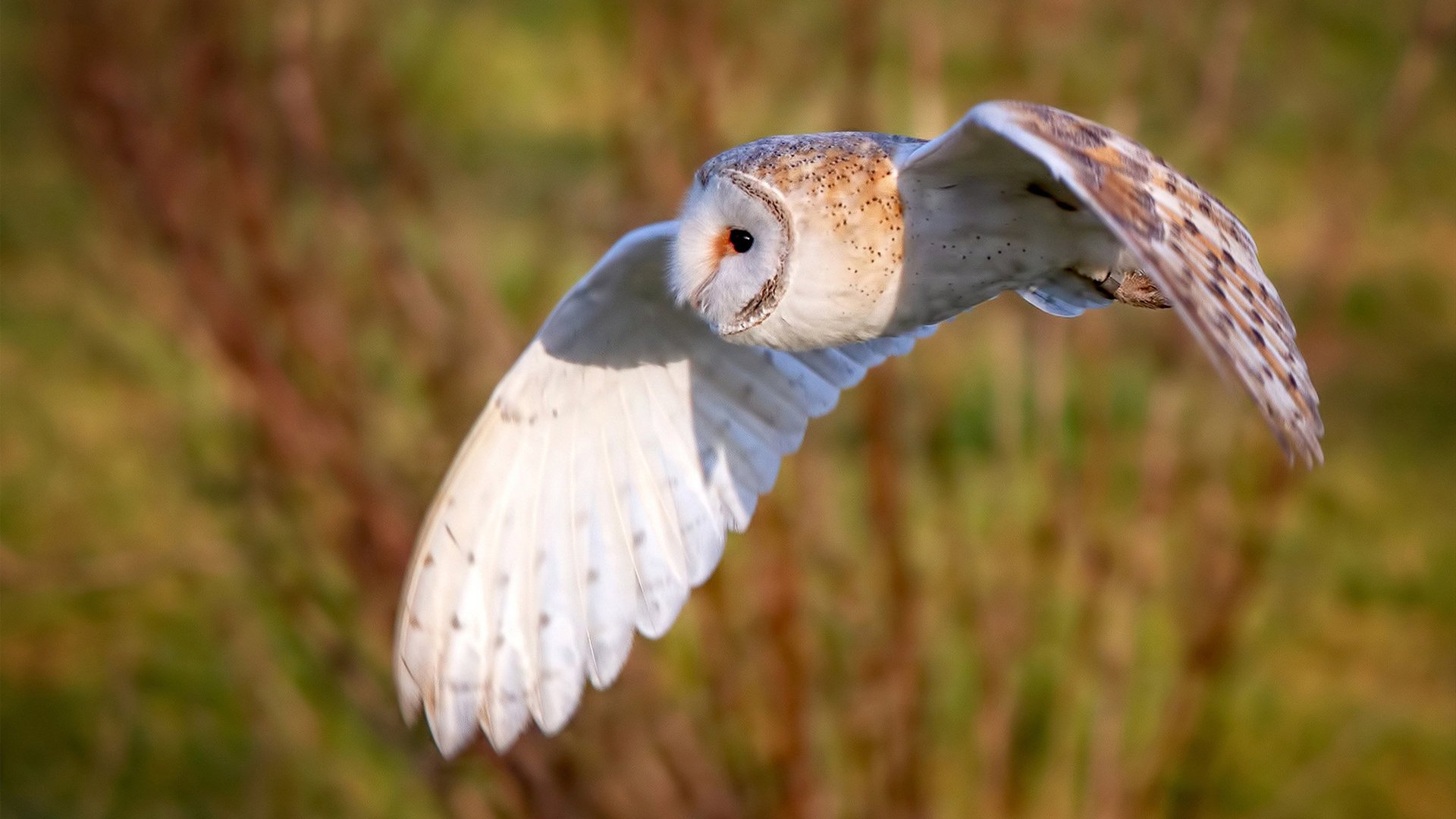 开云官方网页登录-NBA球员“教育回馈计划”上线，奖励重返大学深造者