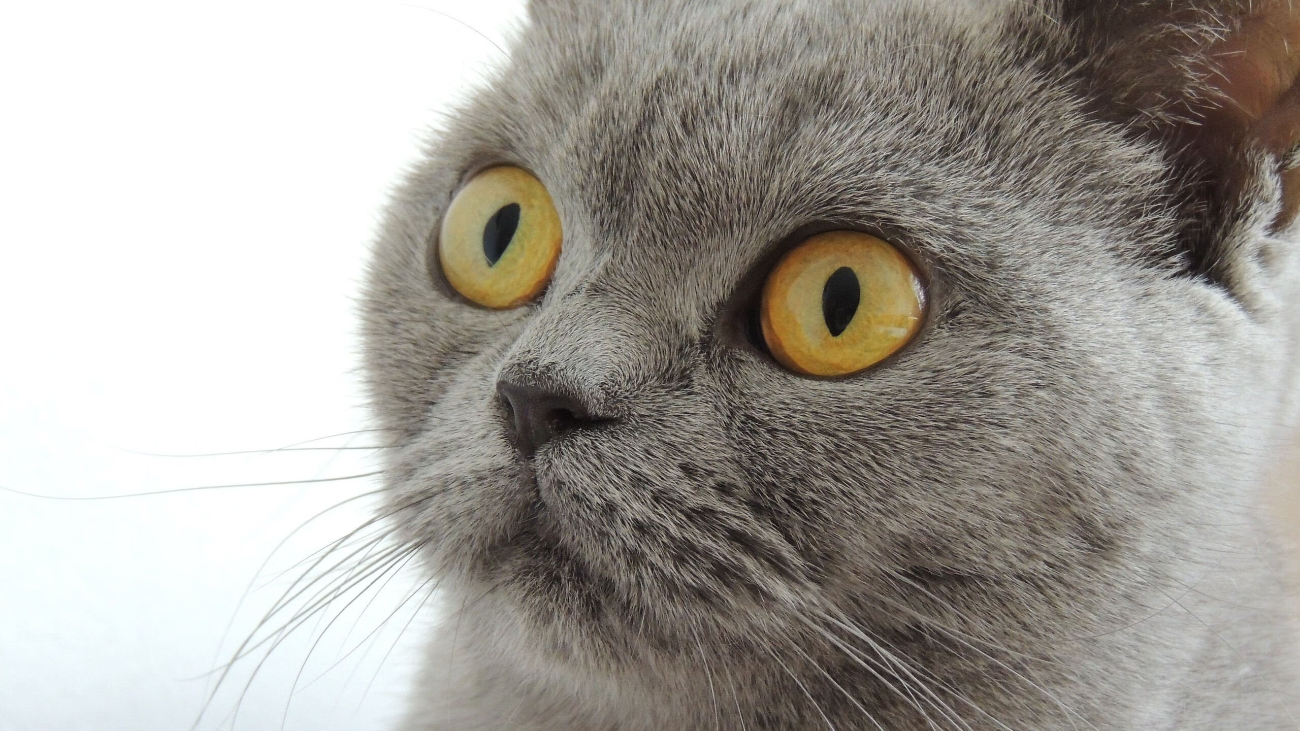 “德甲赛事持续升温，后劲十足的队伍备受关注”，德甲赛制介绍