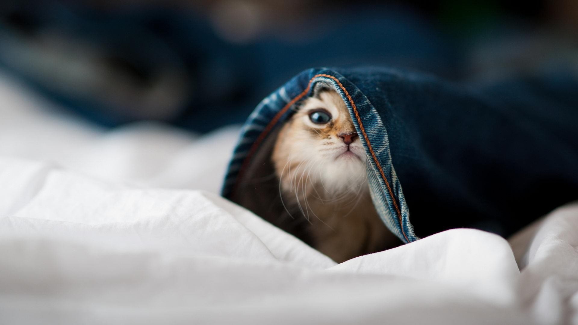 开云官方网站-“泥泞冲刺：极限越野生死考验”，泥泞山路驾驶技巧