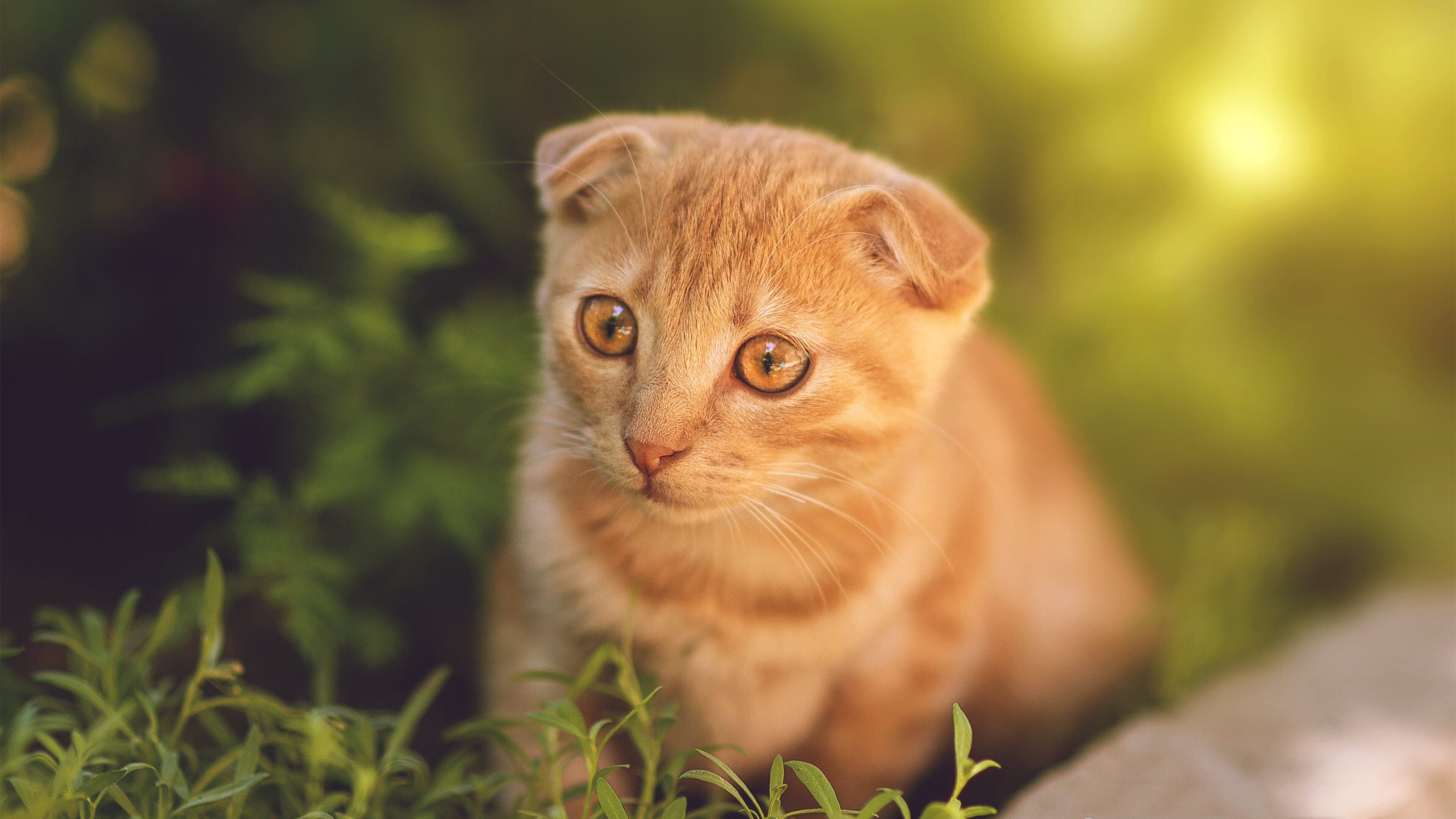 “法甲进入决战阶段，豪门拼搏誓夺冠”，法甲豪门球队排名前十