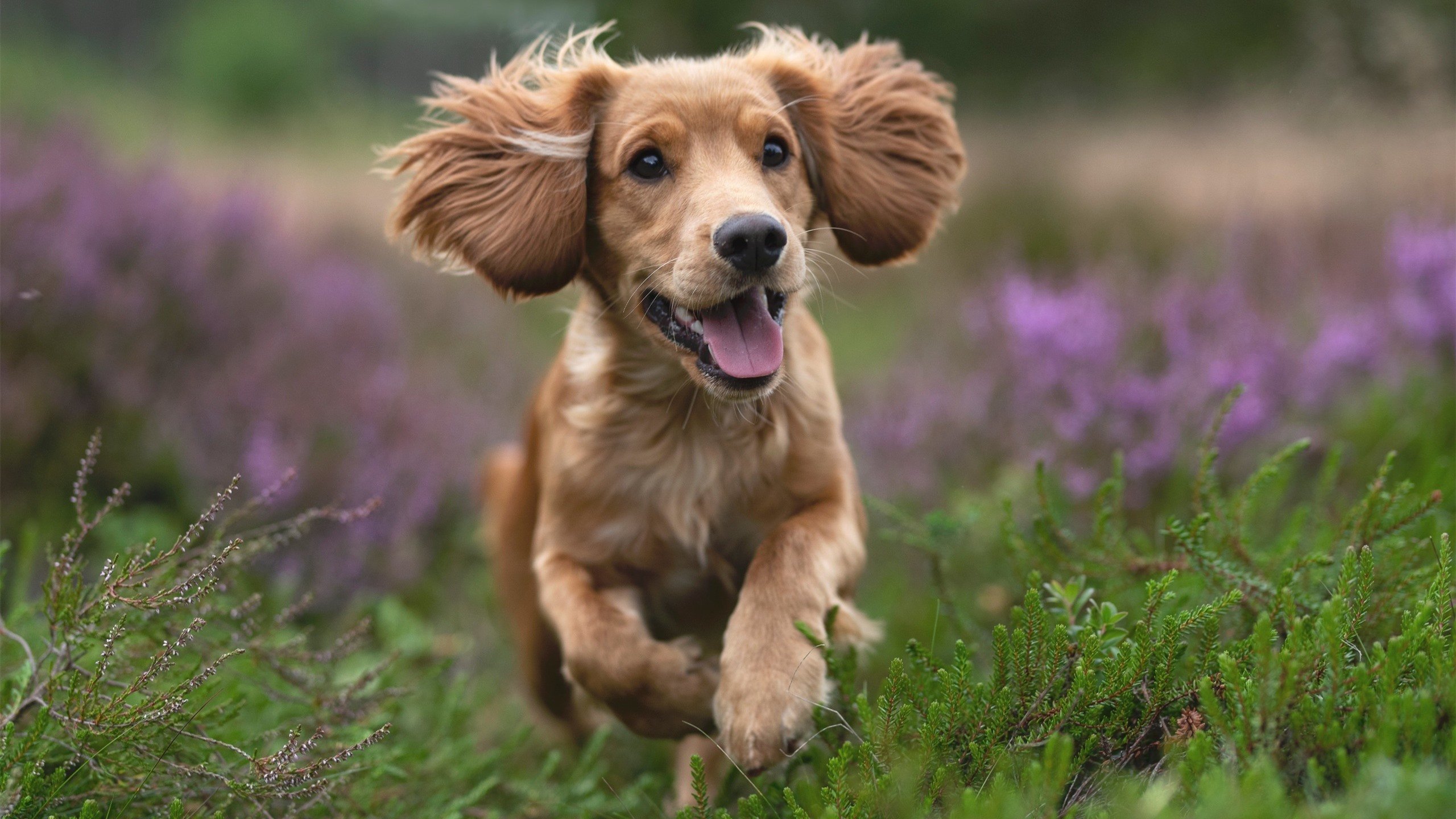 开云·体育官网-【奥沙利文成长记】从少年奇才到永恒传奇的故事，奥沙利文著名146