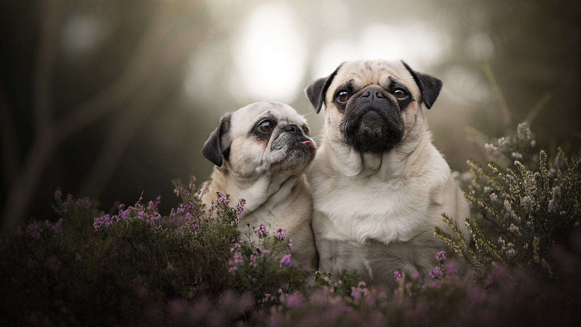 kaiyun体育综合-中国女足在亚运会表现出色，连续夺冠，中国女足获得过亚运会冠军吗