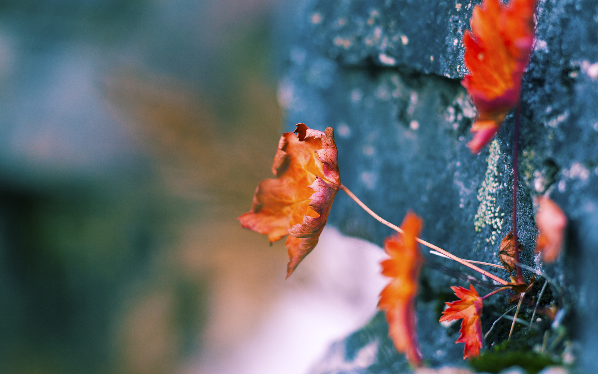 中国篮球运动员退役后转型，开创职业新局面，国家队篮球运动员退役后待遇