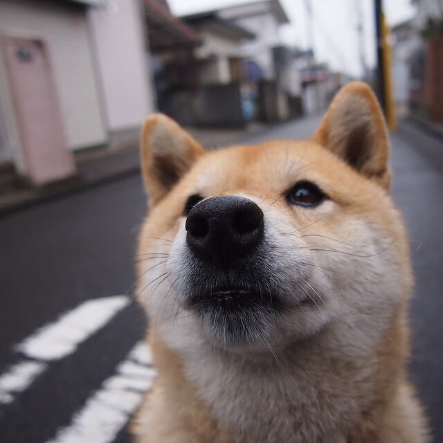 凯尔特人庆祝建队百年，推出纪念款复古球衣，凯尔特人队球服