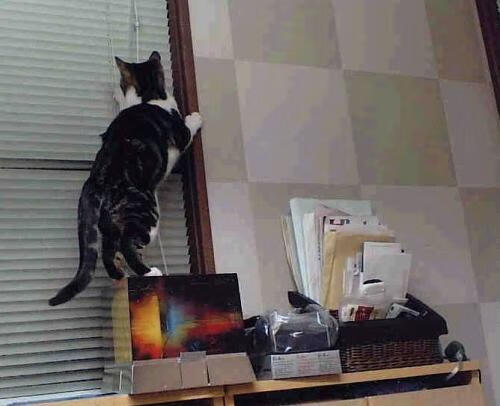 国际摔跤大奖赛中国斩获历史首金，2020国际摔跤