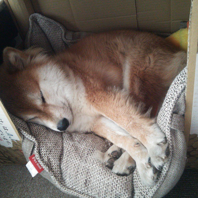 季后赛门票火热，球迷提前抢票热情高涨，季后赛票价