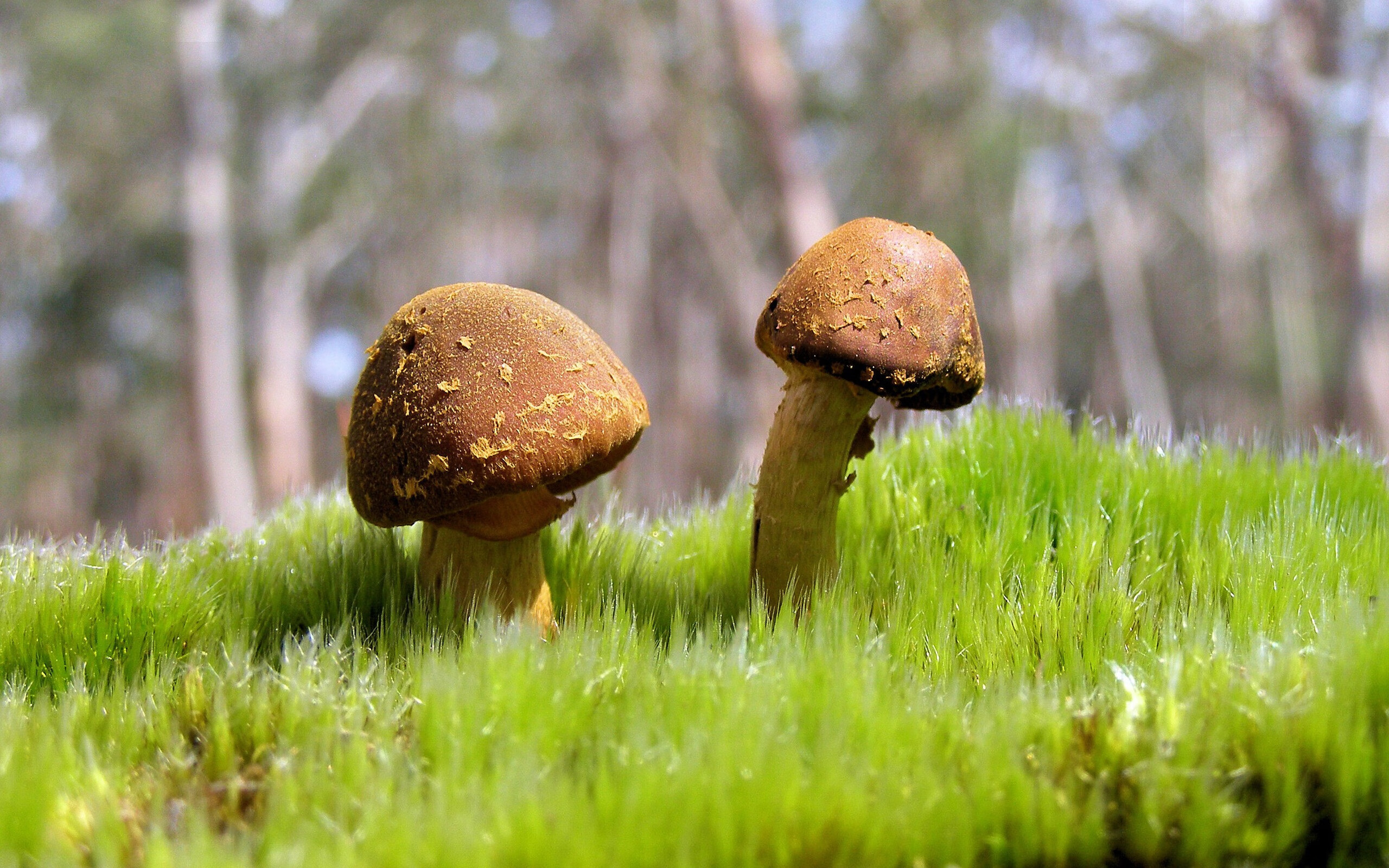 年轻球员崭露头角：未来五年谁能成为队内核心？，十大年轻球员