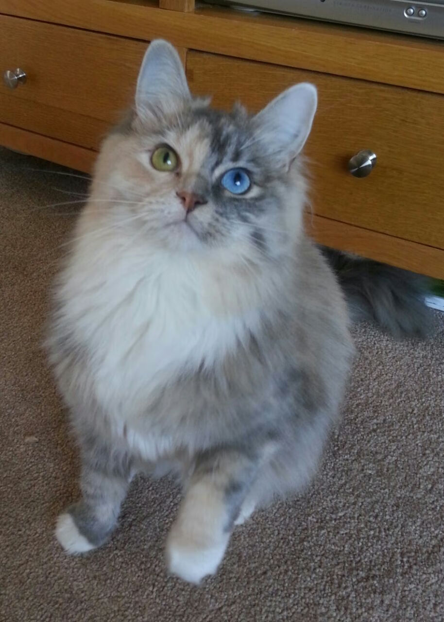 意甲联赛新星不断涌现，未来之路可期，意甲联赛最新转会新闻