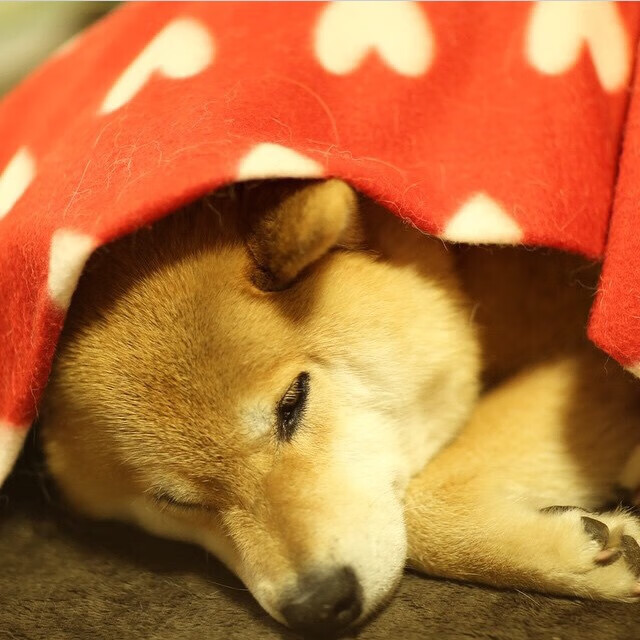 kaiyun登录入口-线上线下齐头并进的青少年篮球社区日益壮大，实现全民普惠，青少年暑期篮球培训班宣传