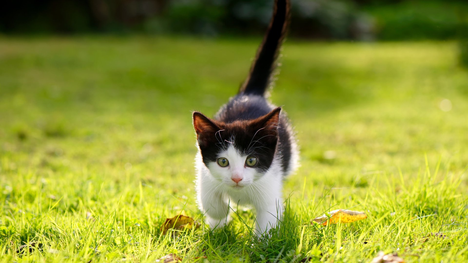 西甲:比利亚雷亚尔2-2平皇家贝蒂斯,比赛焦点不断,比利亚雷亚尔vs皇家社会历史战绩