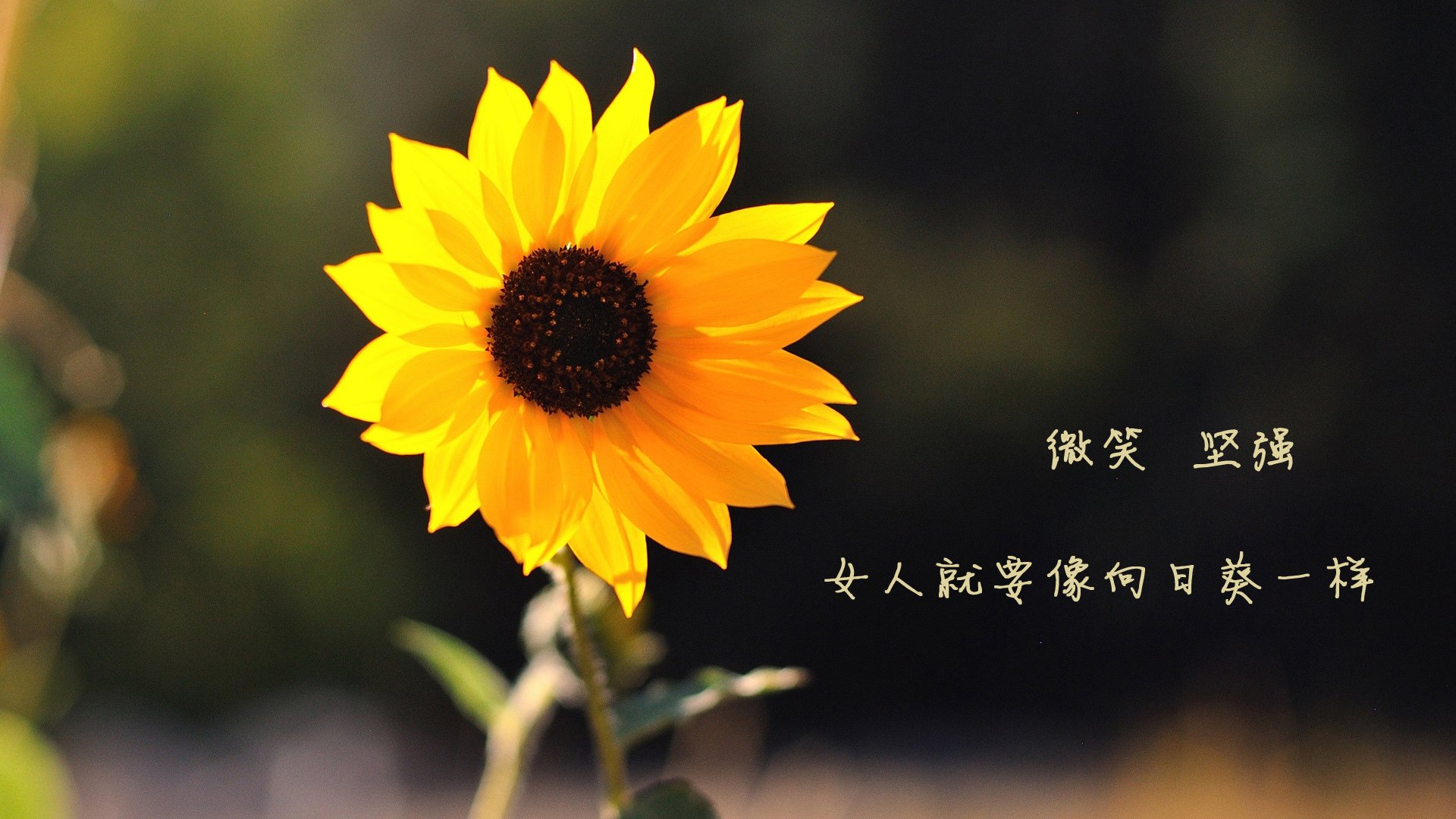 南美球队诸神归位,巴拉圭球队晋级,巴拉圭球迷