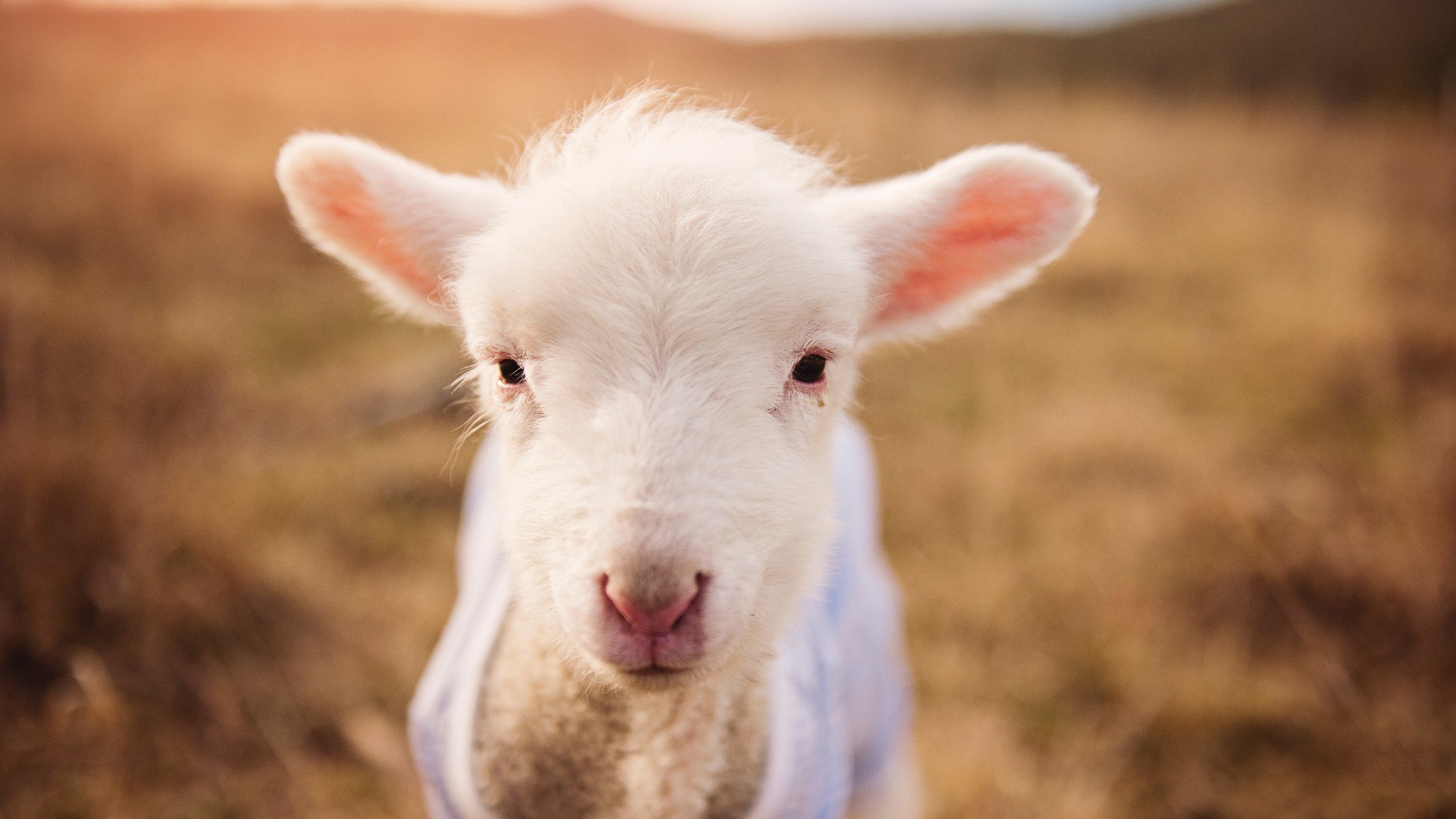 热火翻盘凯尔特人，季后赛首轮中巴特勒末节爆发，【体育晚报】nba揭幕战凯尔特人大胜 时隔9年巴萨