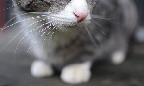 王者荣耀电竞文化传播加速，王者荣耀电竞节目叫什么