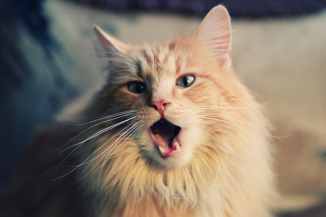 联盟是否应强化球员抗灾援助行动机制，联盟是否应强化球员抗灾援助行动机制呢