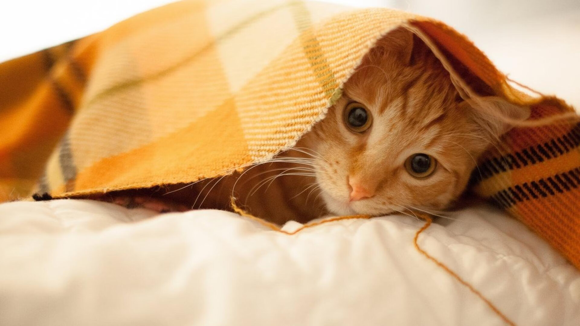 输赢不分！国内足球联赛连续受瞩目，中国足球联赛排名榜