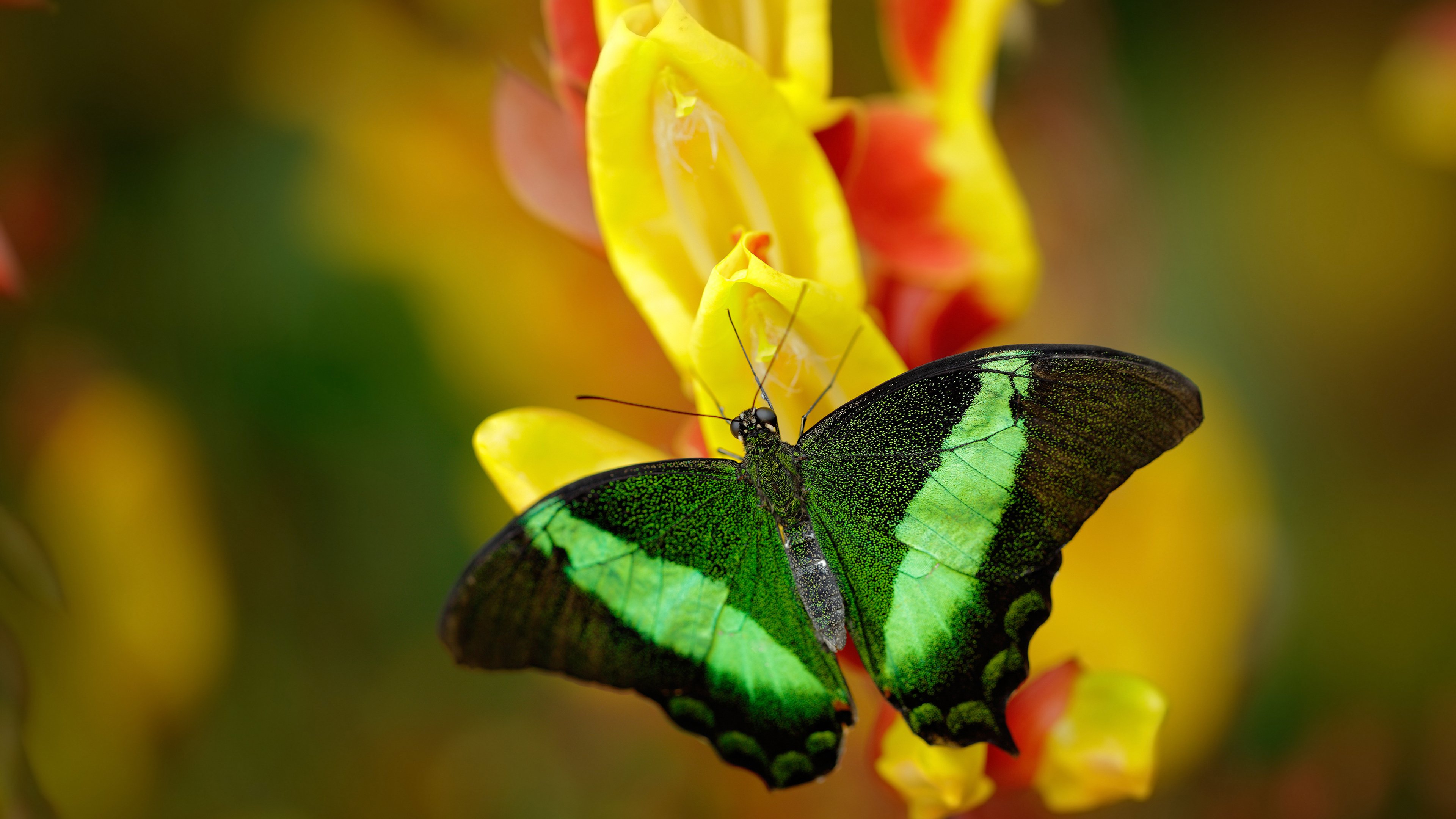 阿尔巴尼亚队以平局告终，希腊队无法全取三分，希腊和阿尔巴尼亚分界线