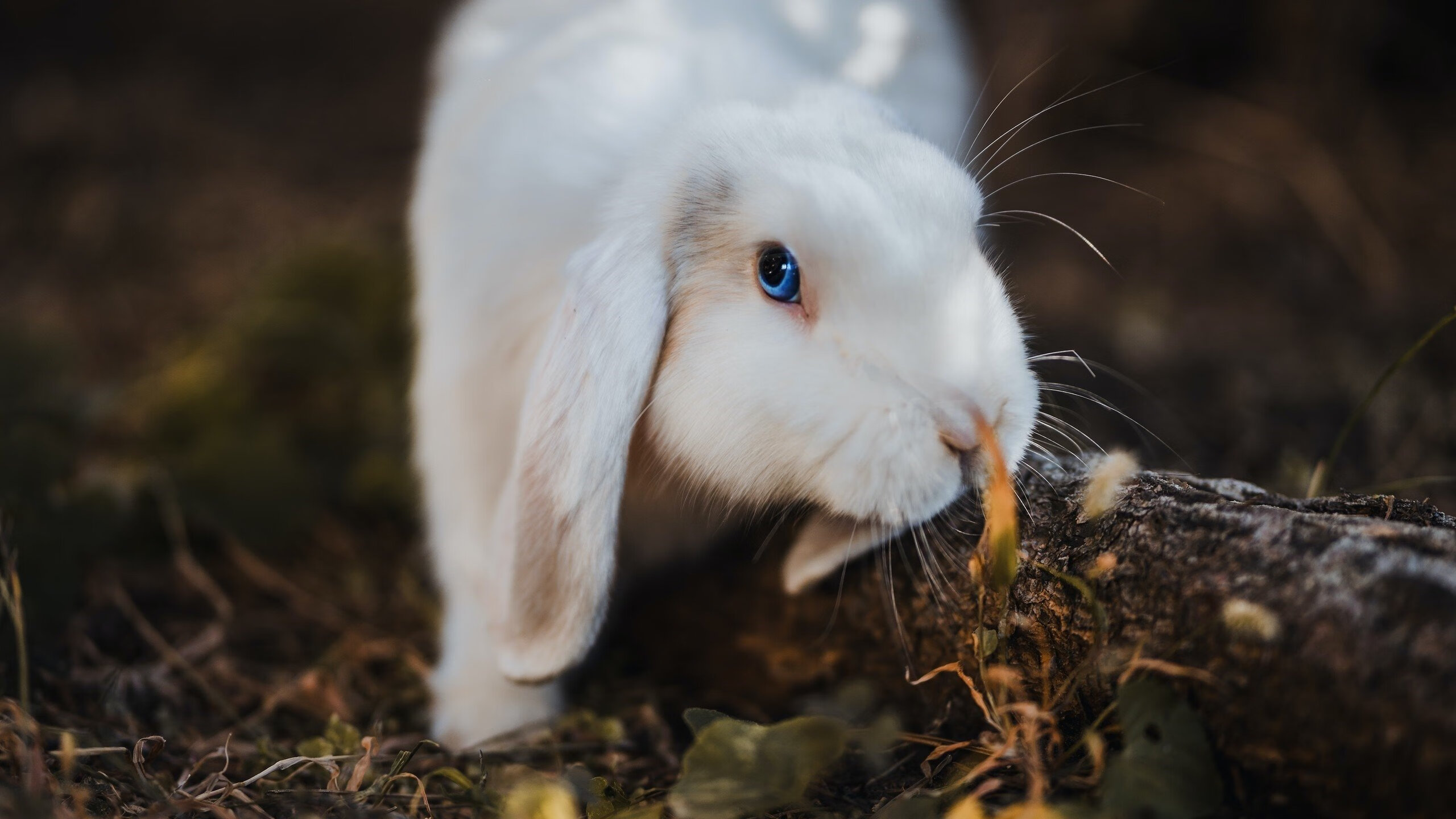 防守反击的节奏布置如何高效进行，防守反击的特点