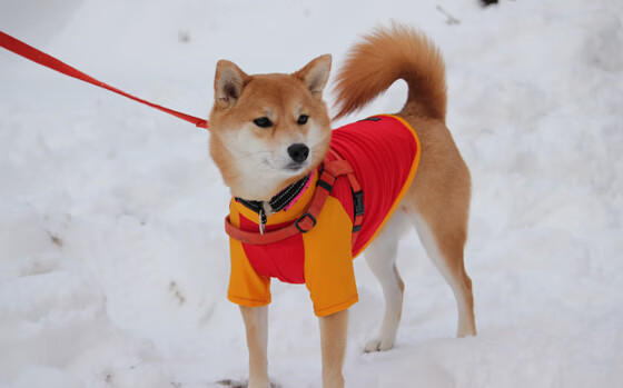 KAIYUNAPP-多米尼加男篮在国际邀请赛中爆冷获胜，实力逐步提升