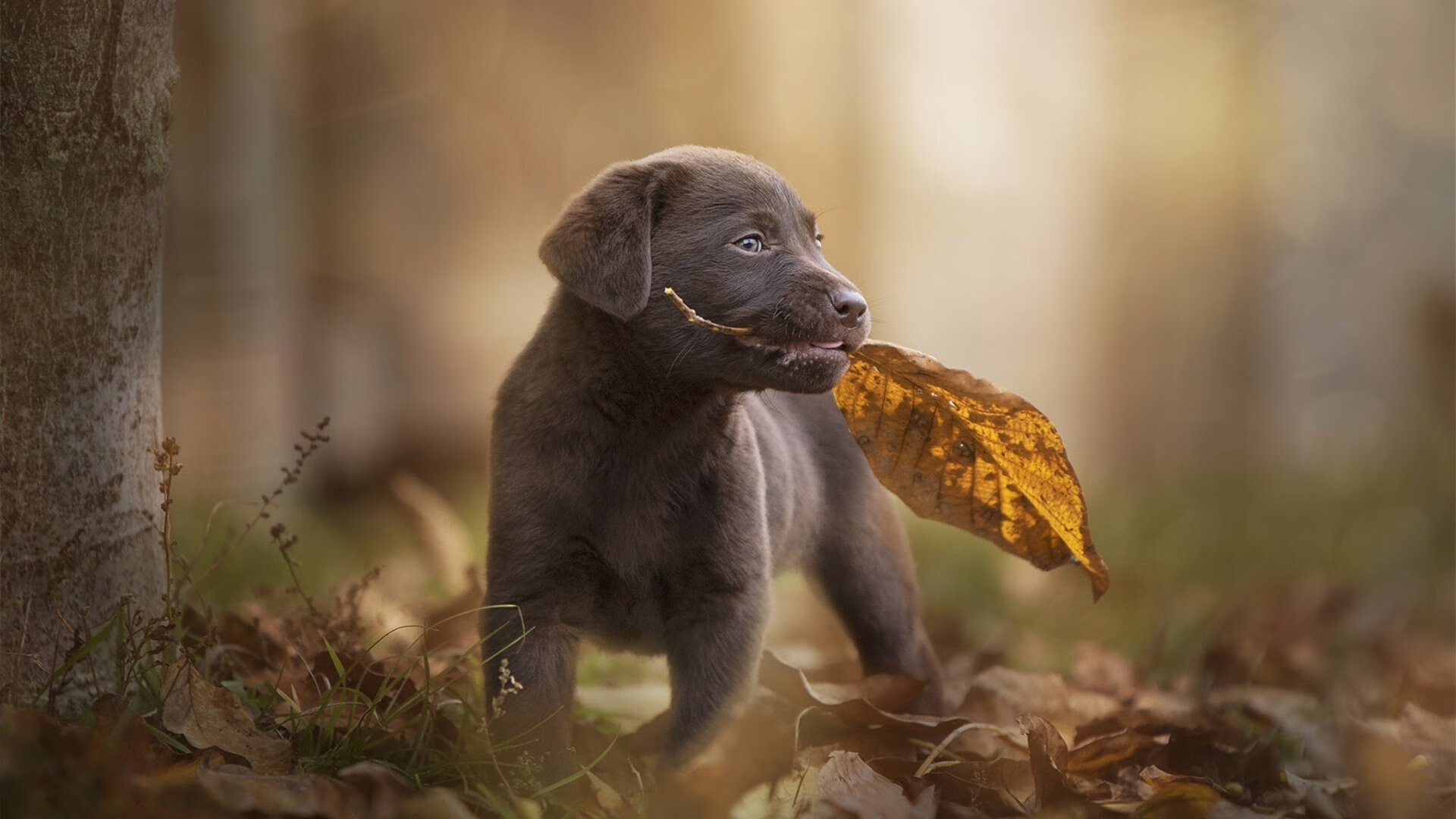 数据分析报告指出传控打法在当前阶段更具优势