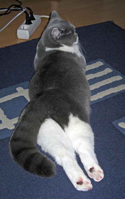 kaiyun开云·官方网站-篮球职业联赛加大本土球员培养力度，打篮球职业联赛