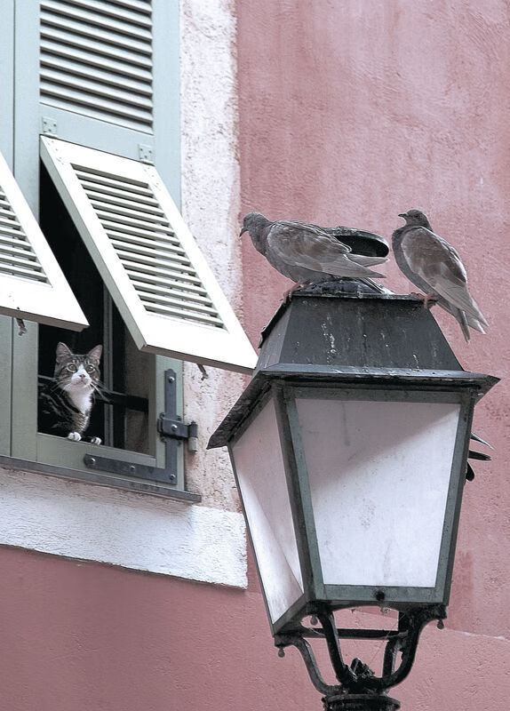 自由泳选手转身技术精准，节省时间，自由泳转身技巧教程