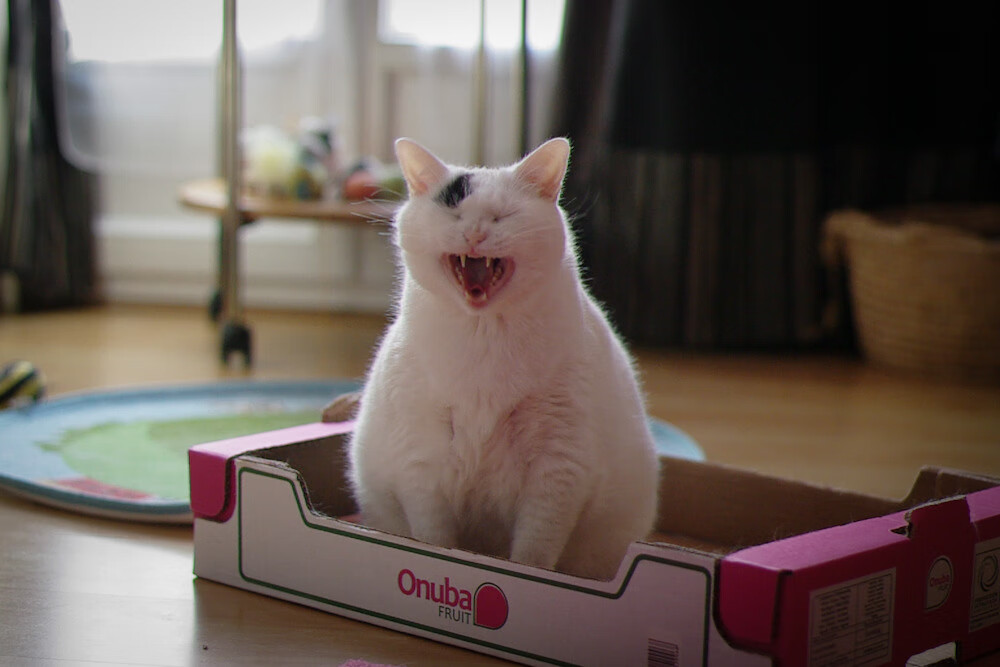 开云官网-荷兰水球队核心发挥极致效率，荷兰水球守门员