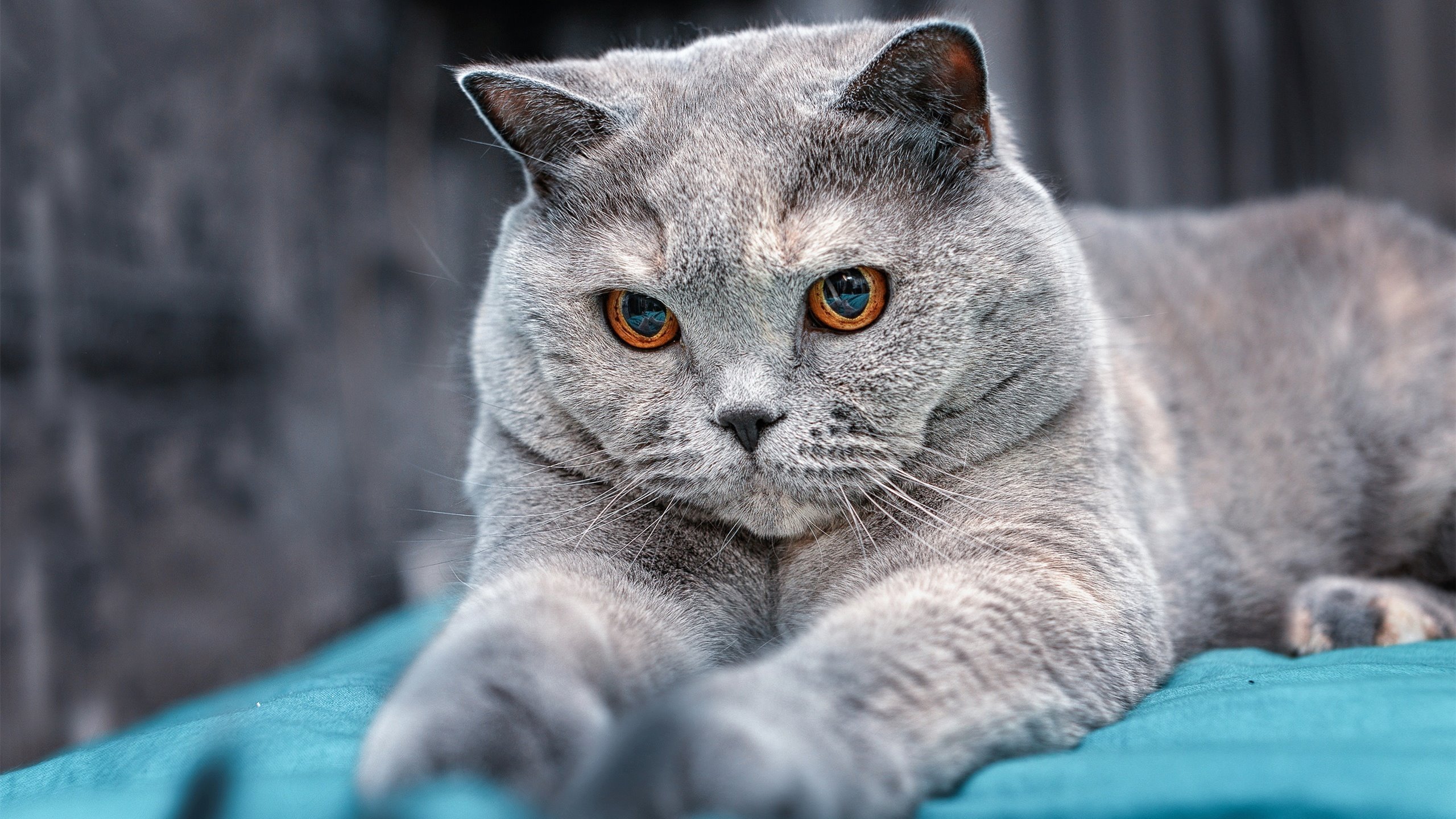 开云·Kaiyun网页版-莫伊：在场上无处不在，他的力量和技巧帮助全黑队巩固领先地位