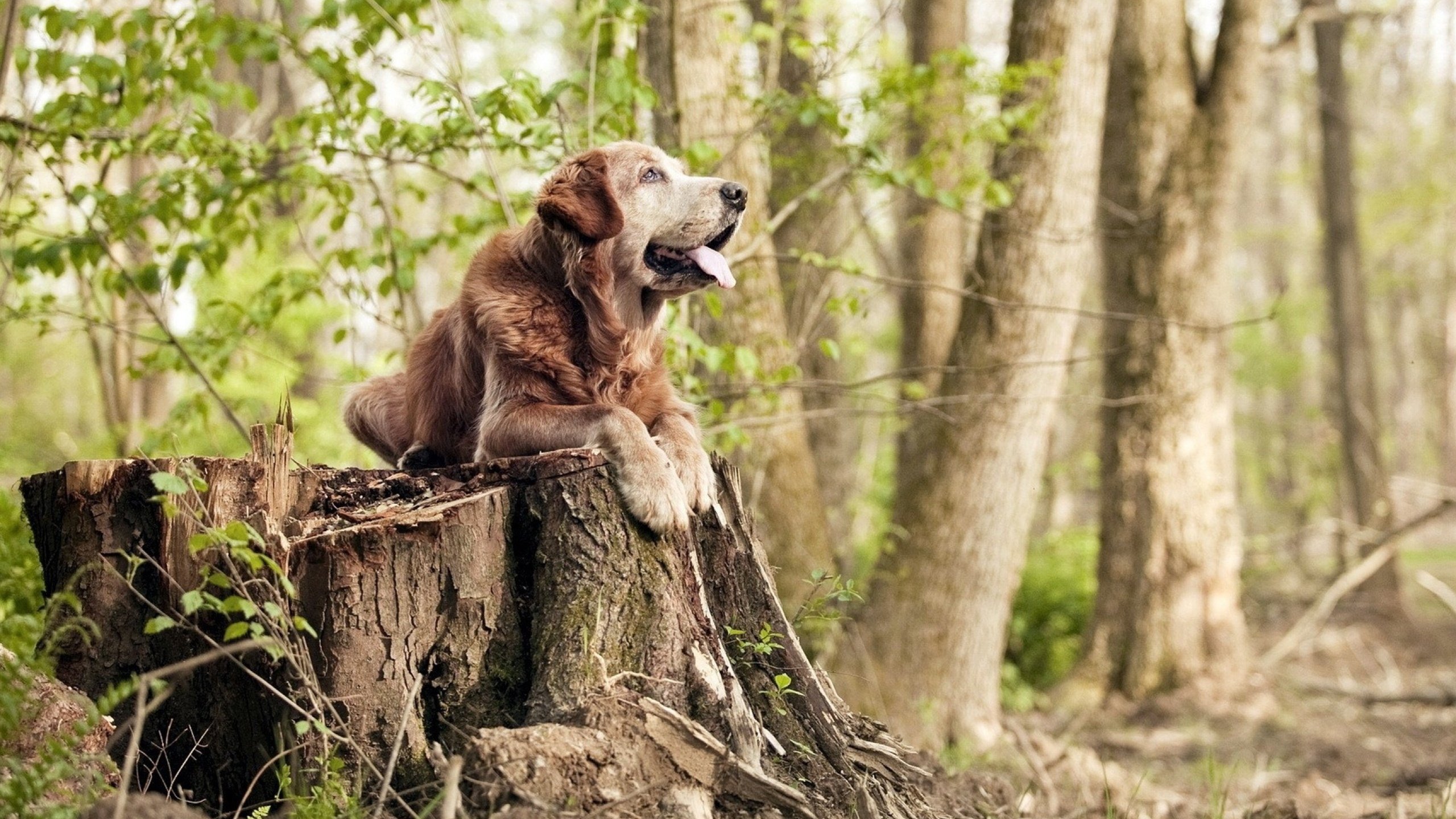 青年球员体重管理计划获成效,爆发力提升明显,职业球员体重